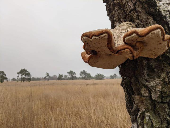 Sfeervol Chaletje In Een Rustige Bosrijke Omgeving Diessen Exterior foto